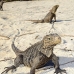iguana_cuban_jar_v_1932_cub5045.jpg